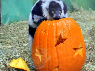 Fall 2025 Second Place - Matthew Elkins