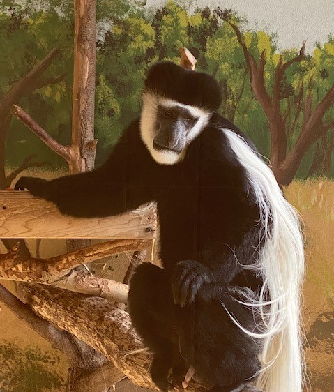 Colobus Monkey African Wildlife Foundation