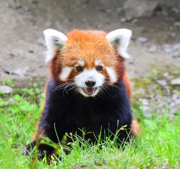 Red Panda, Species
