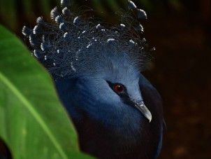 Victoria Crowned Pigeon by Mike Nanton - September 2022 Winner