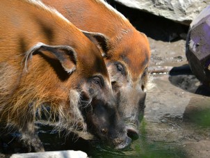 Red River Hogs by Jena Lukacs - July 2022 Second Place