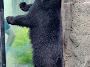 Playful Bjorn by Erica Holcomb - July 2022 Honorable Mention