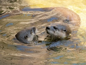 Playful Otters by Ashlie Carrier - July 2022 Third Place