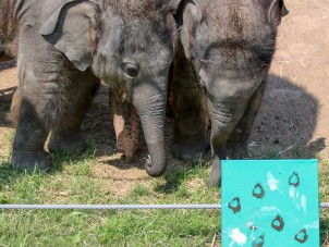 "Blowing Kisses" Animal Artwork by Yaad & Tukada