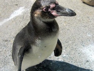 Juvenile Penguin by Kristin Ann Schreib - September 2022 Honorable Mention