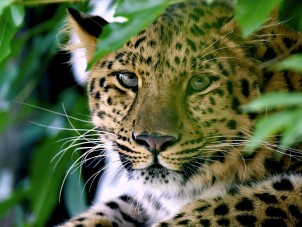 Amur Leopard Portrait by Kat Zampini - August 2021 Winner