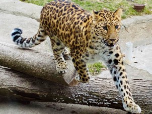 Amur Leopard in Action by Kimberly Judson - March 2021 Second Place