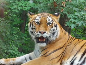 Amur Tiger by Linda Kirsch - June 2021 Honorable Mention