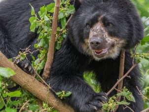 Andean Bear Bjorn by Lisa Salisbury Hackley - June 2021 Winner