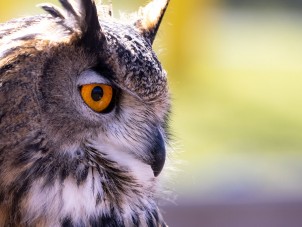Eagon the Eurasian Eagle-Owl by Chris Turner - April 2021 Honorable Mention