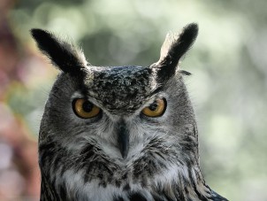 Eagon, Eurasian Eagle-Owl by Sam Wentz - June 2021 Second Place