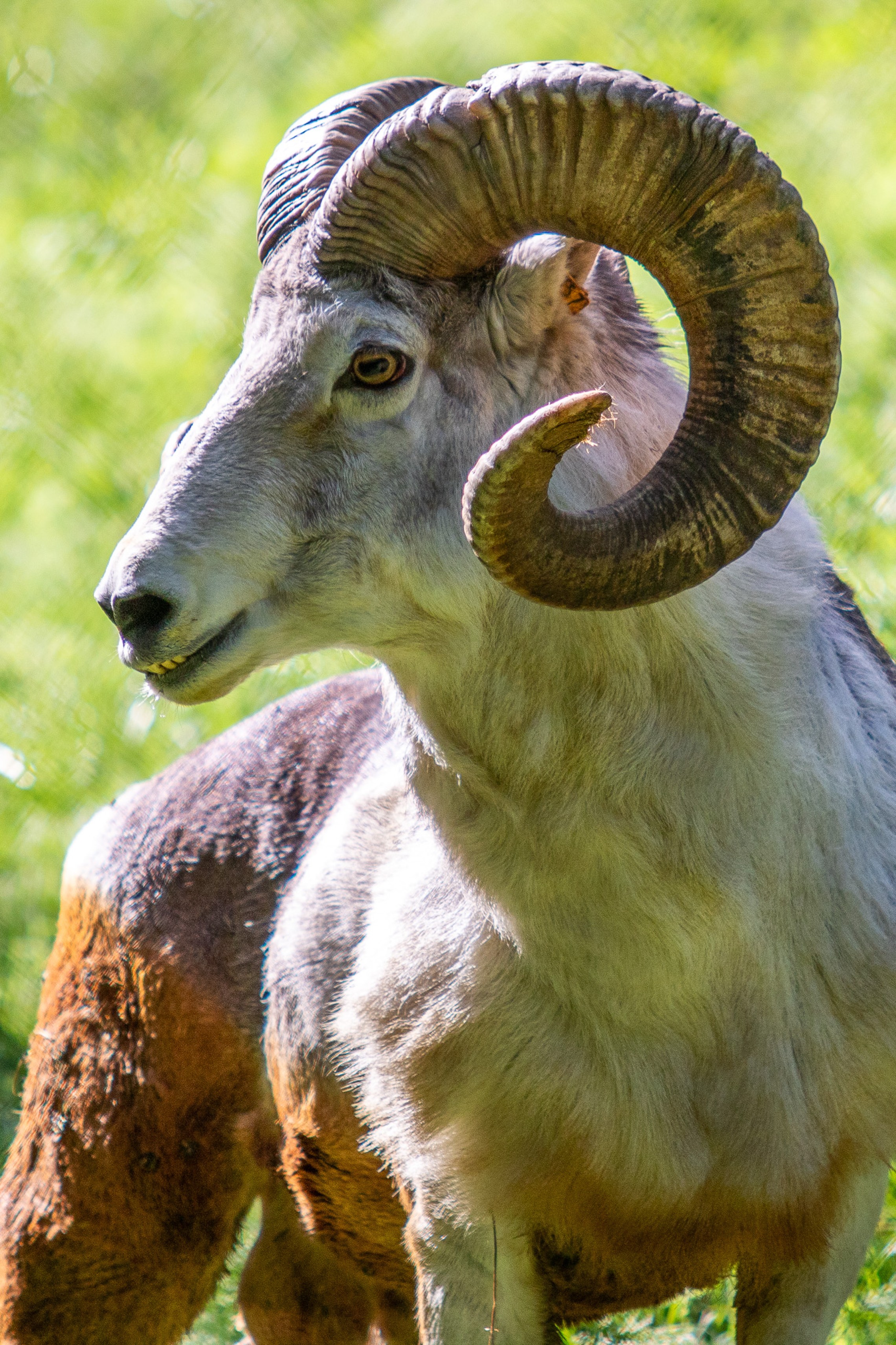 Illegally Created Argali Clone Finds New Home at Rosamond Gifford Zoo