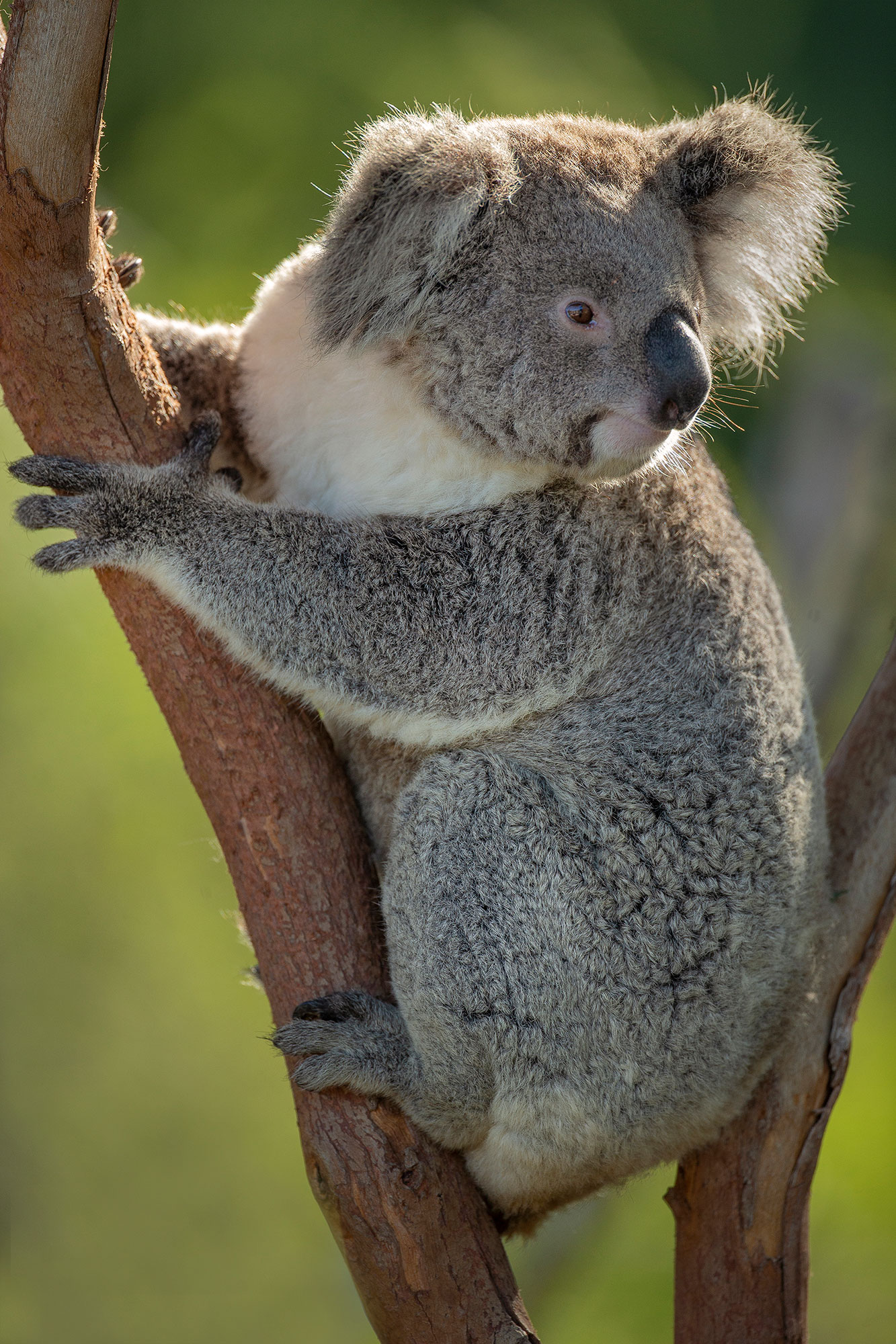 koala