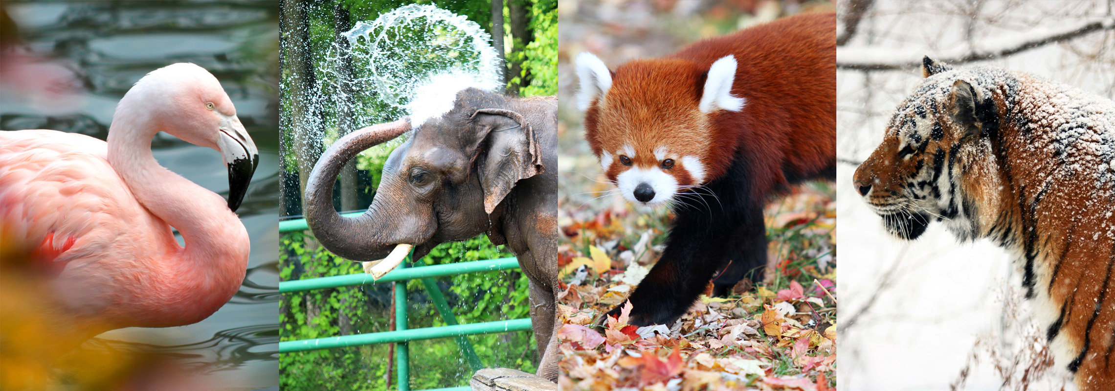 Rosamond Gifford Zoo