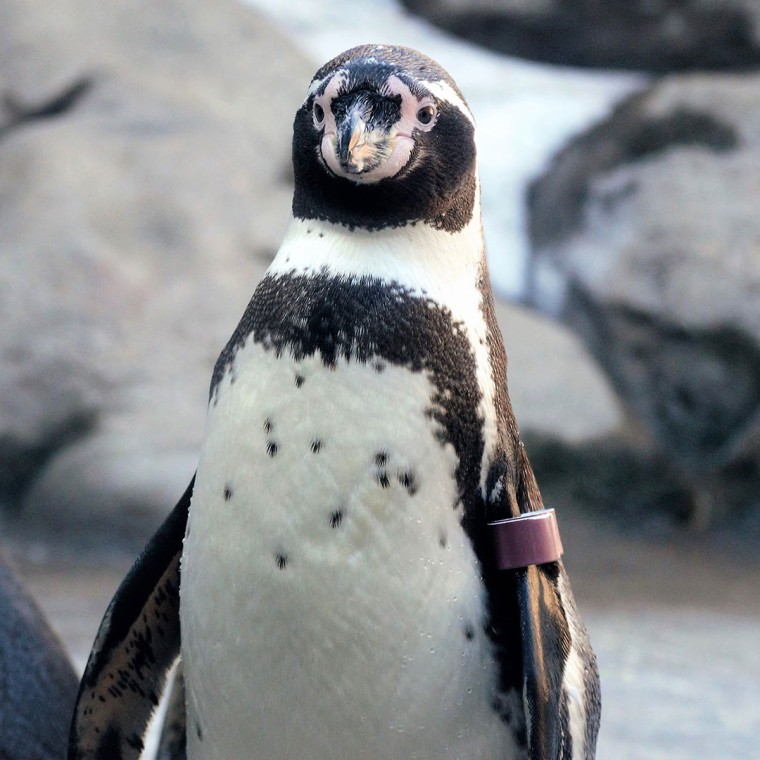 Penguin Encounter Photo