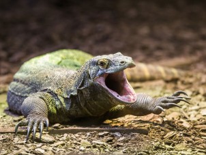 Expressive Komodo Dragon Naga by Marissa Smithler - February 2021 Winner