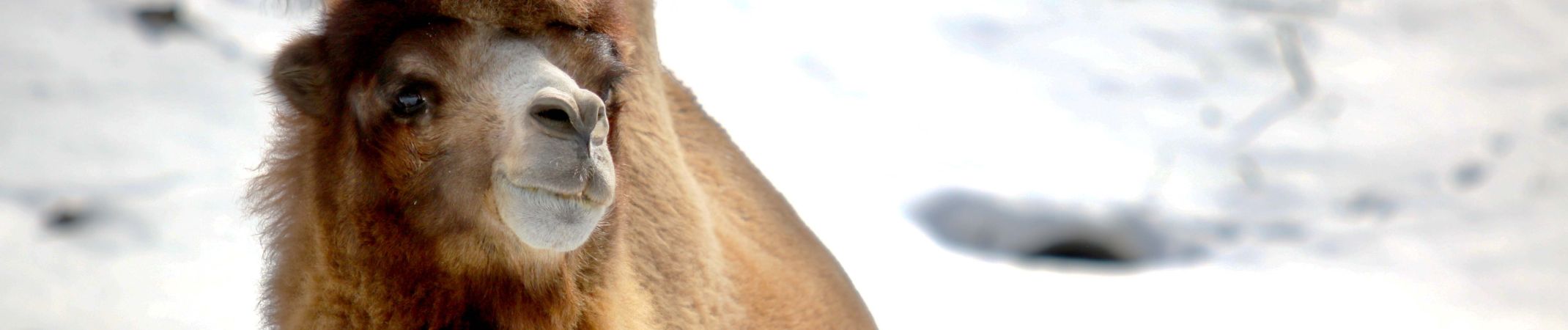 Rosamond Gifford Zoo Mourns the Loss of Beloved Bactrian Camel, George
