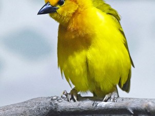 Golden Weaver by Jennifer Peiffer - May 2021 Winner