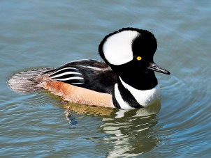 Hooded Merganser by Jennifer Peiffer - April 2021 Third Place