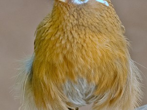 Chinese Hwamei by Jan Miner - January 2022 Feathers Honorable Mention