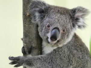 Koala Outpost Photo Small 1