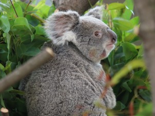 Koala Outpost Photo Small 3