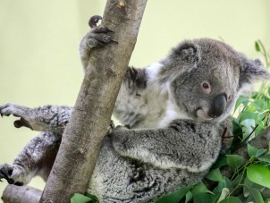 Koala Outpost Photo Small 4