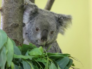 Koala Outpost hoto Small 5