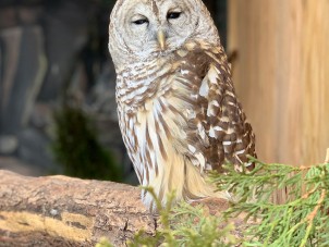 Lia Barn Owl Abigail Ekross April 2020 Honorable Mention1