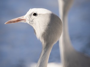 Blue Cranes by Nick Panagakis - January 2022 Feathers Winner