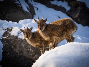 Young Markhor by Nick Panagakis - January 2022 Fur Honorable Mention 