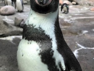 Curious Penguin by Carrie Price - November 2021 Winner 