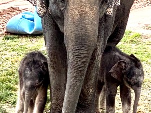 Elephant Family by Kimberly Judson - November 2022 Second Place