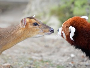 Muntjac and Red Panda by Mark Avery - November 2022 Winner