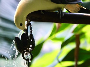 Pied Imperial Pigeon by Louise Ward - July 2021 Winner