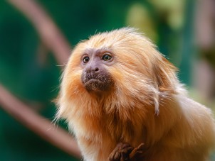 Portrait of Picante, Golden Lion Tamarin by Jennifer Gordon - April 2021 Winner