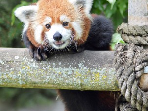 Red Panda Crystal Jacob POTM April 2020 Winner