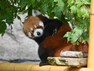 Red Panda Peekaboo by Denise Whalen - August 2021 Honorable Mention