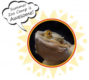 Summer Zoo Camp Brochure Download