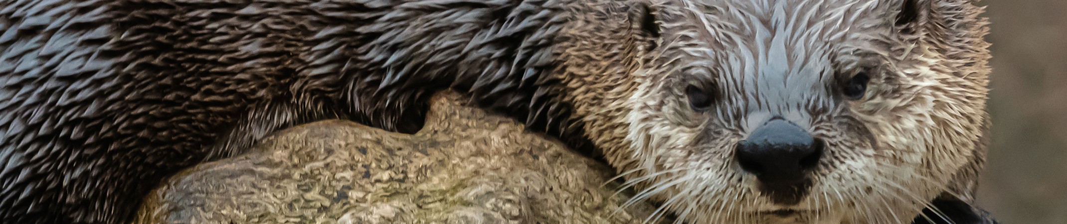 North American River Otter North American River Otter