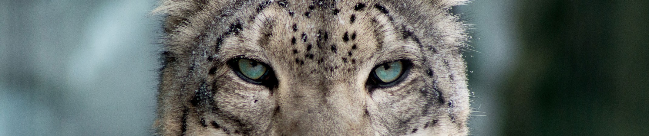 Snow Leopards – A Keystone Species