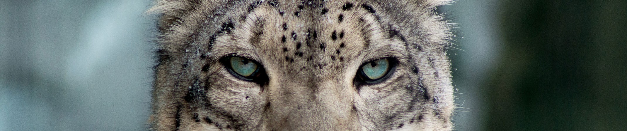 Snow Leopards – A Keystone Species