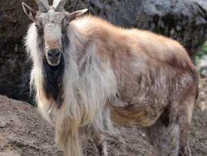 Portrait of Thor, Turkmenian Markhor by Christopher Atherton - April 2021 Second Place