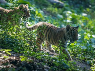 Amur Tiger Cubs