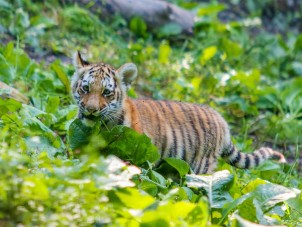 Amur Tiger Cubs