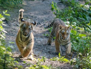 Amur Tiger Cubs