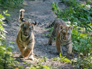 Amur Tiger Cubs