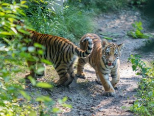 Amur Tiger Cubs