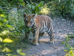 Amur Tiger Cubs