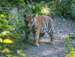 Amur Tiger Cubs